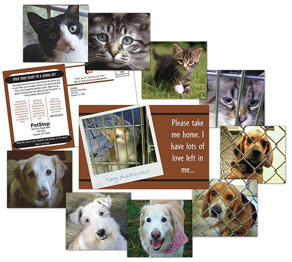 Adopt A Pet. this pet adoption postcard